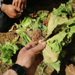 Tác hại bệnh chết cây con xà lách
