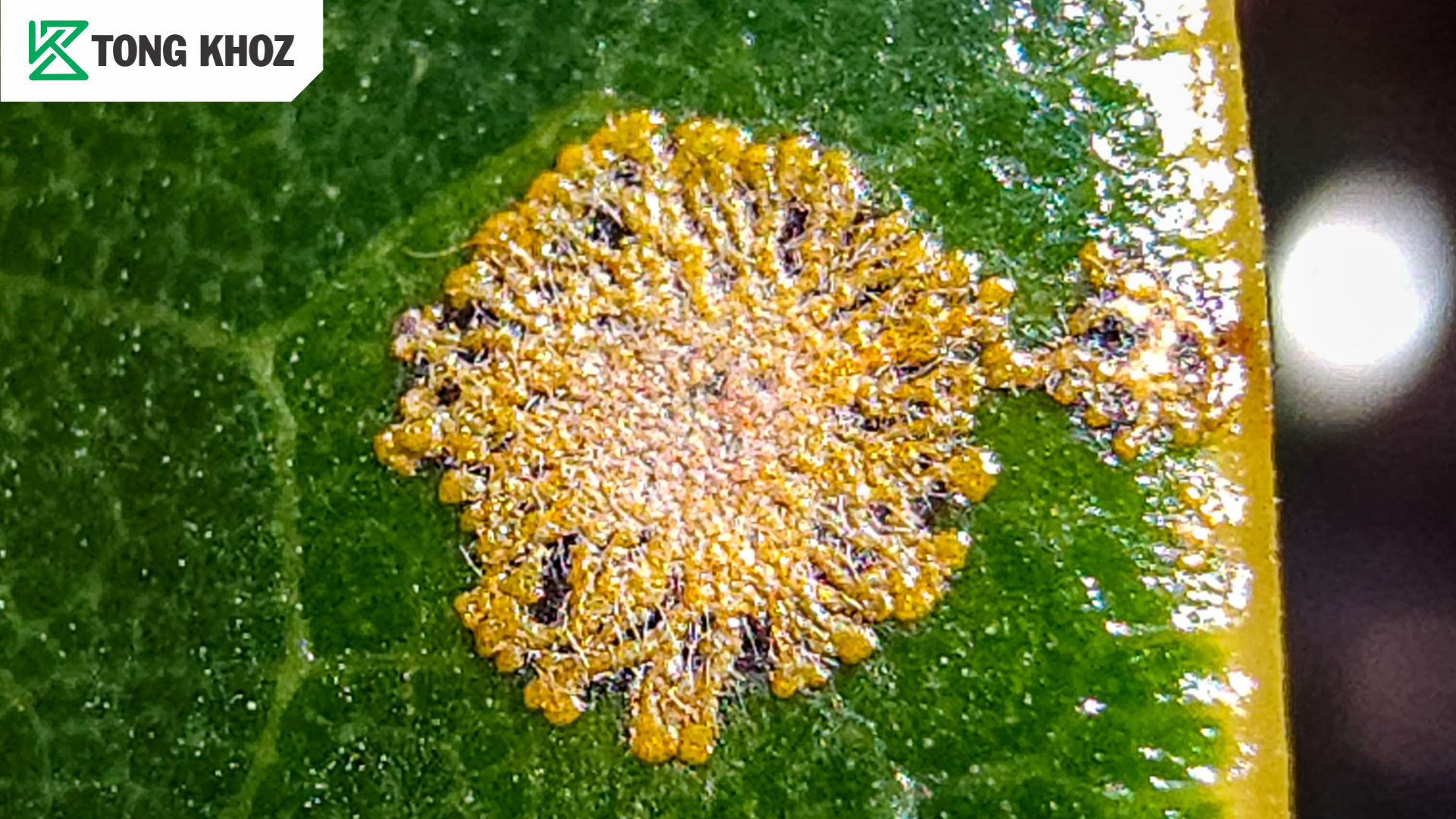 Tác hại đốm rong hại chôm chôm