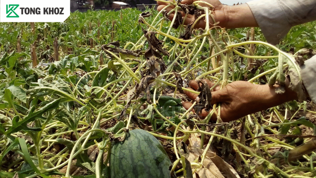 Tác hại bệnh héo vàng dưa hấu
