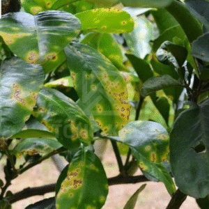 Tác hại bệnh loét vi khuẩn trên chanh