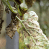 Tác hại bệnh mốc đen trên cà chua