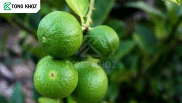 Tác hại bệnh nứt trái chanh