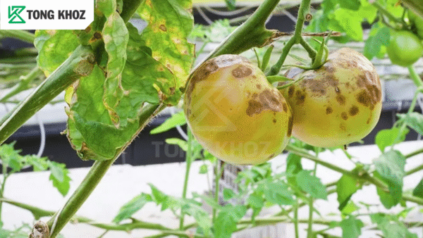 Tác hại bệnh thán thư cà chua 