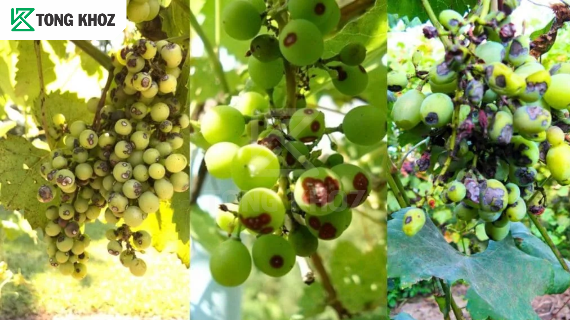 Tác hại bệnh thán thư trên nho