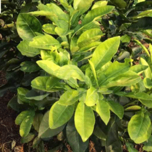 Tác hại cây chanh bị vàng lá