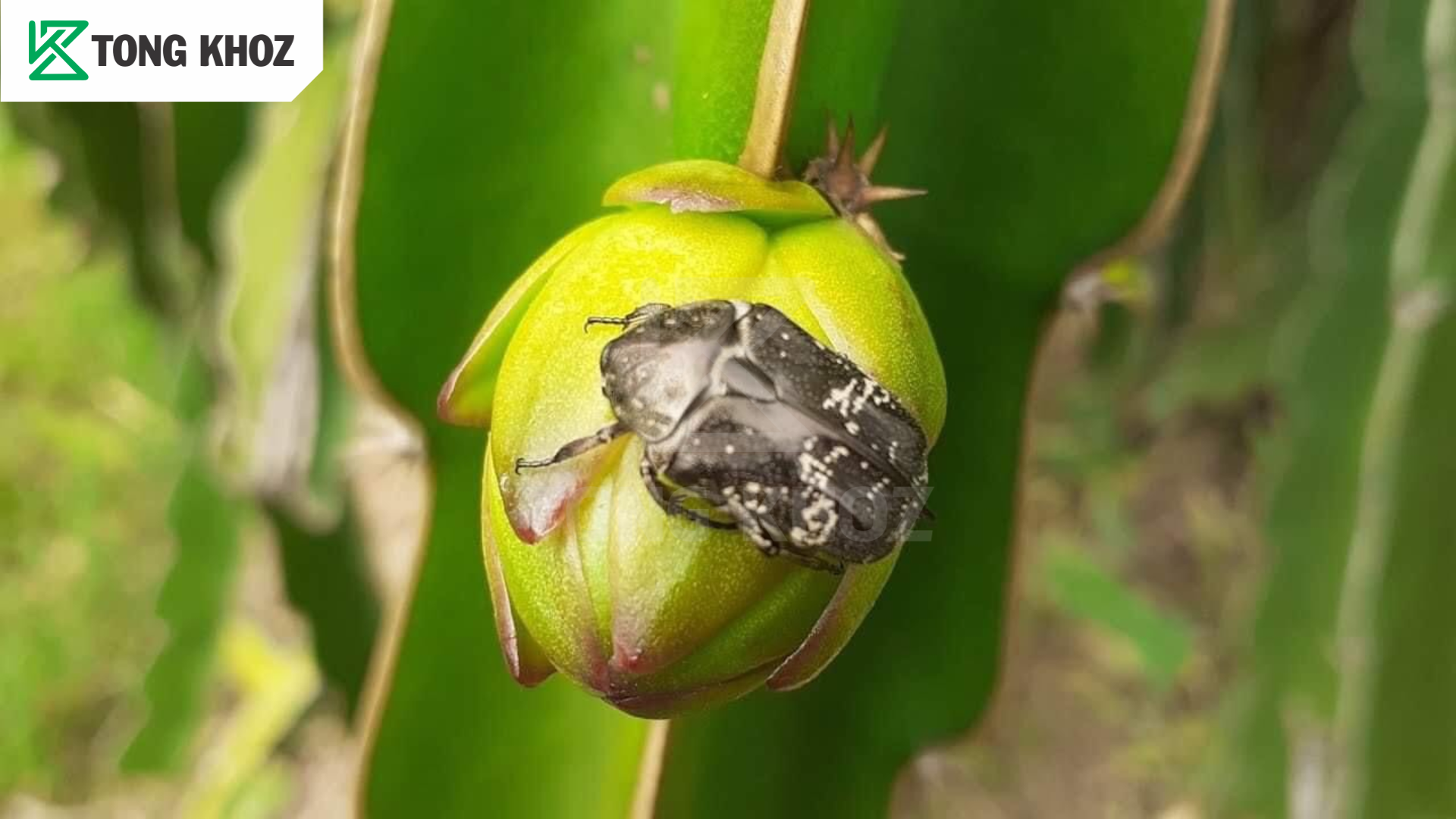 Tác hại bọ hung hại thanh long 