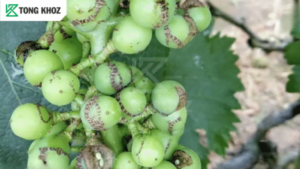 Tác hại bọ trĩ hại nho