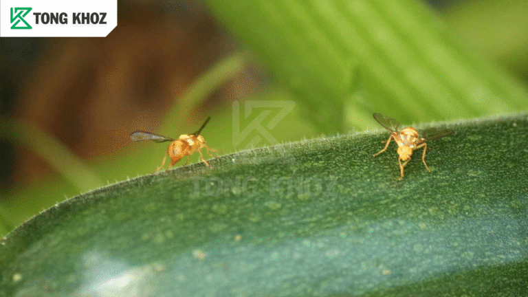 Tác hại ruồi đục trái dưa leo