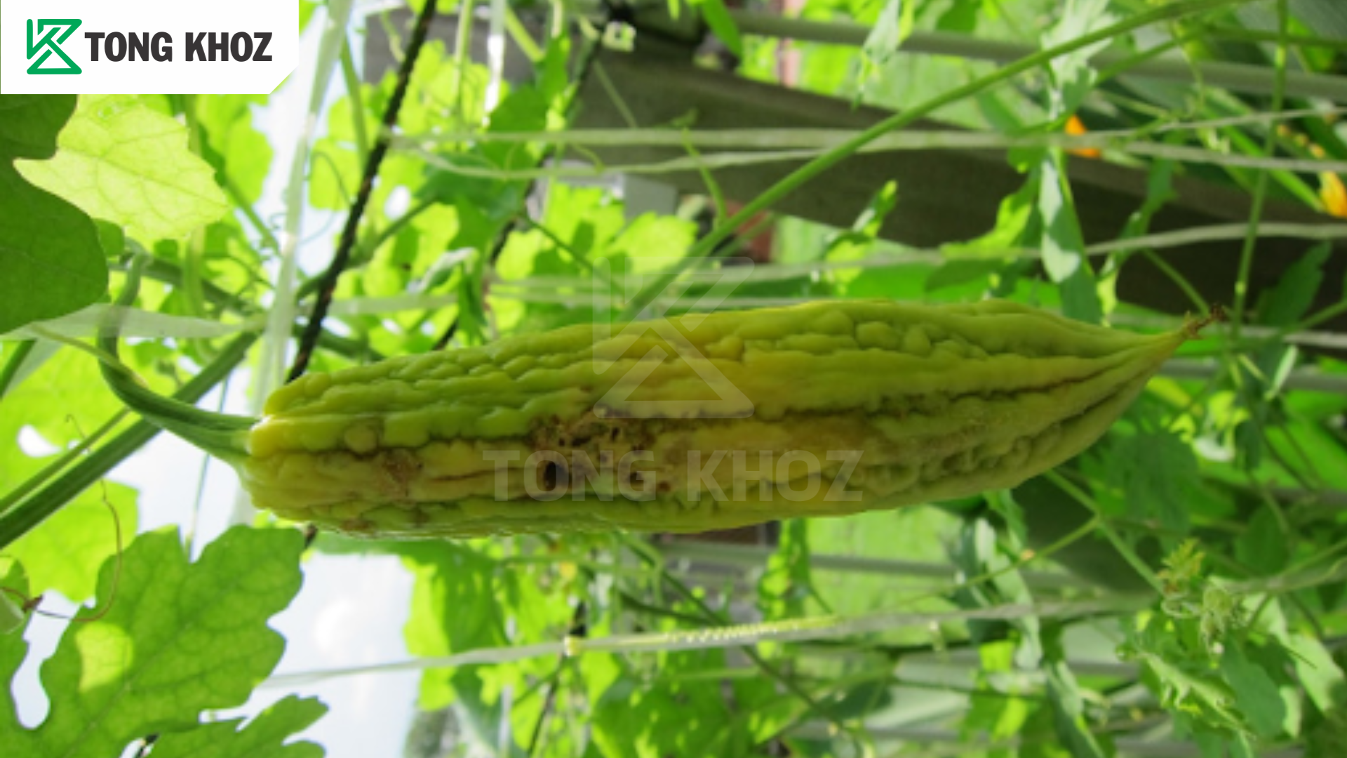 Tác hại ruồi đục trái hại khổ qua