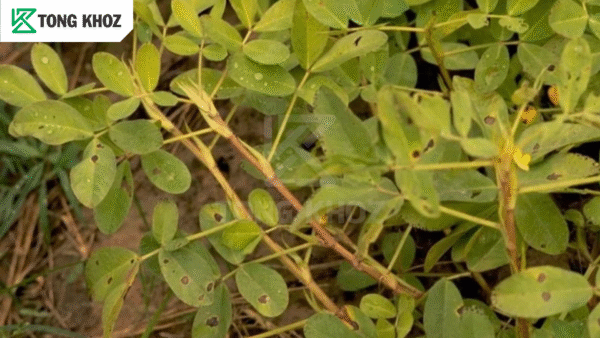 Thông tin bệnh đốm lá trên lạc