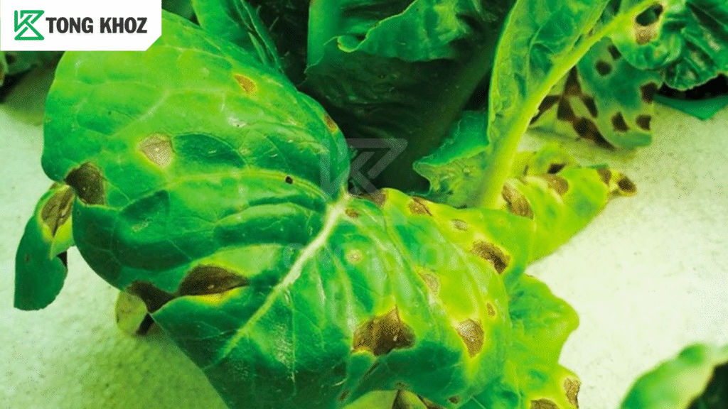 Thông tin bệnh đốm vòng trên xà lách