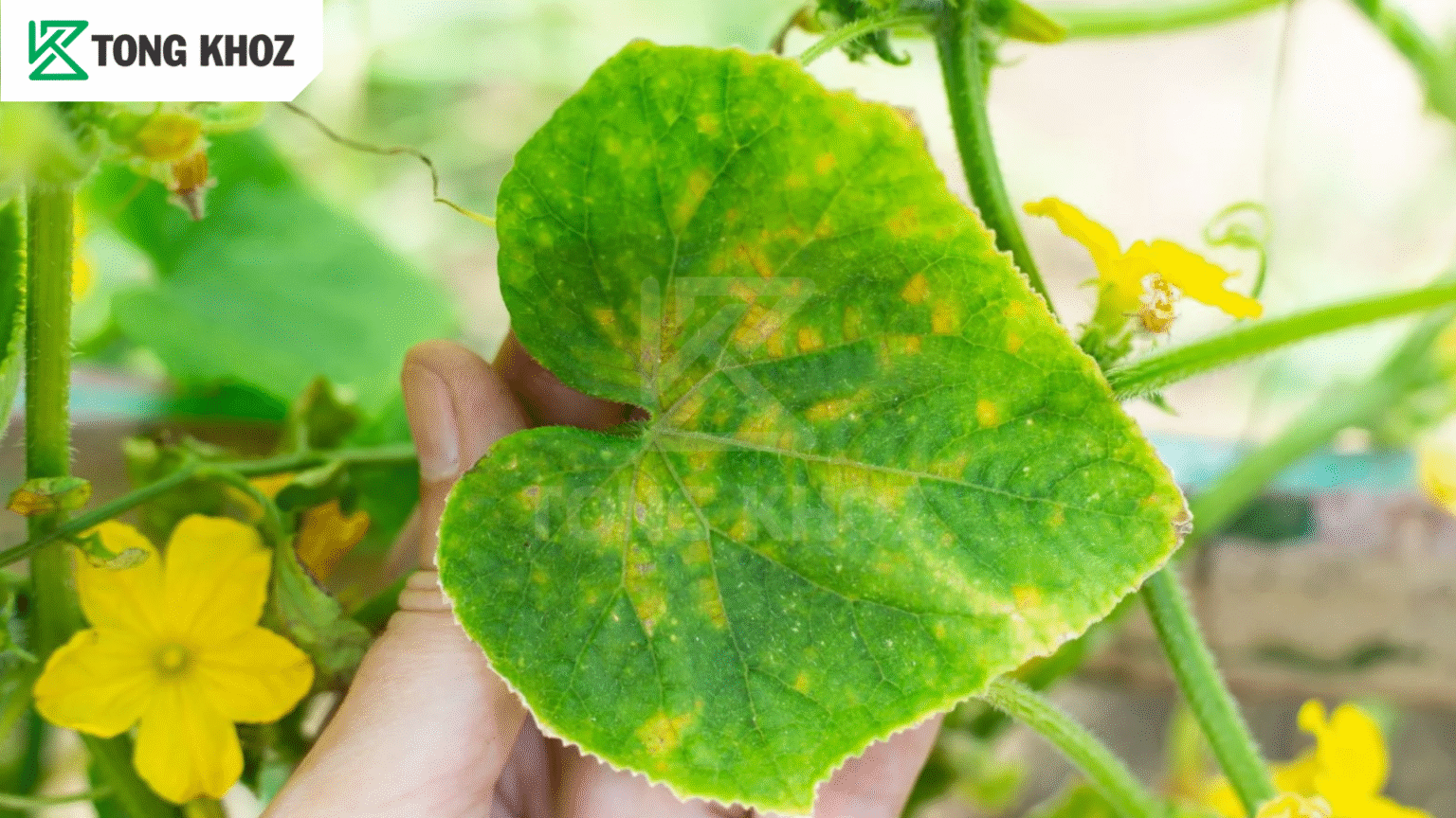 Thông tin bệnh khảm lá dưa leo