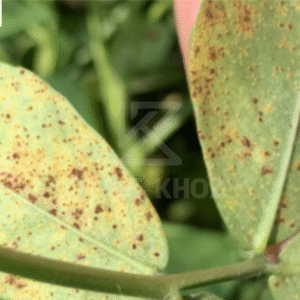 Thông tin bệnh rỉ sắt trên lạc 