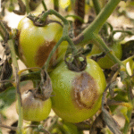 Thông tin bệnh sương mai cà chua