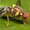 Thông tin ruồi đục trái bầu