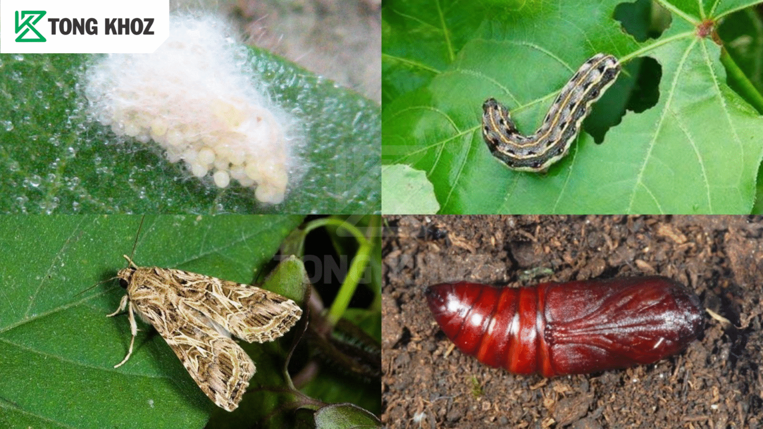 Thông tin Sâu khoang hại lạc