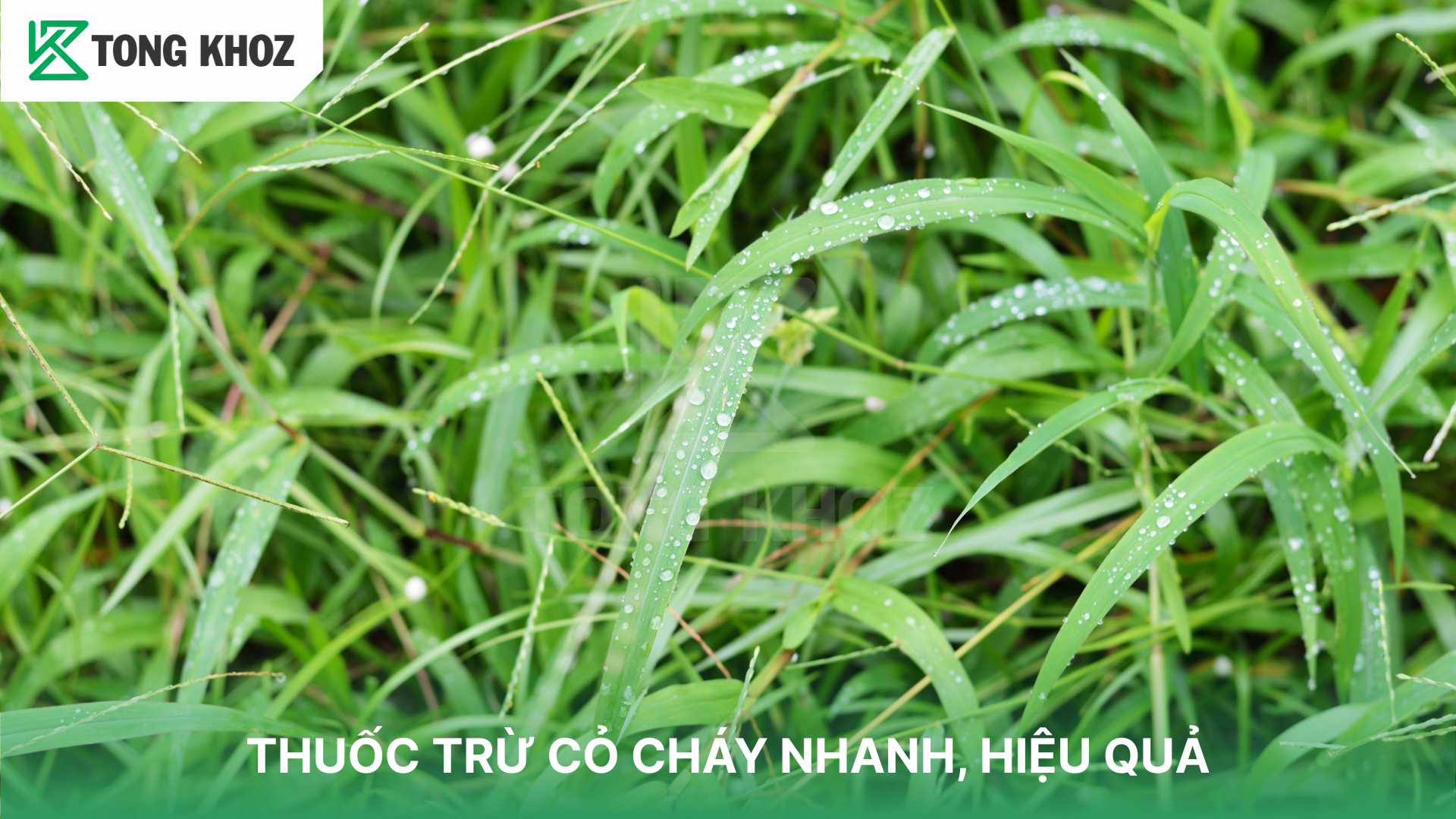Top thuốc trừ cỏ cháy