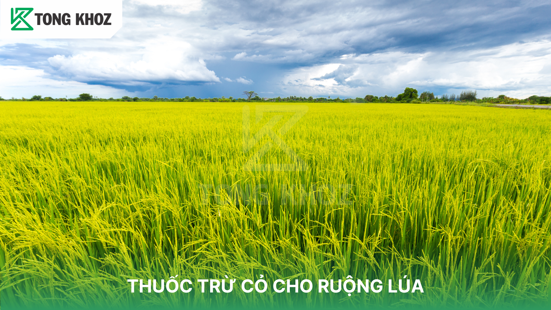 Phân loại thuốc trừ cỏ cho ruộng lúa