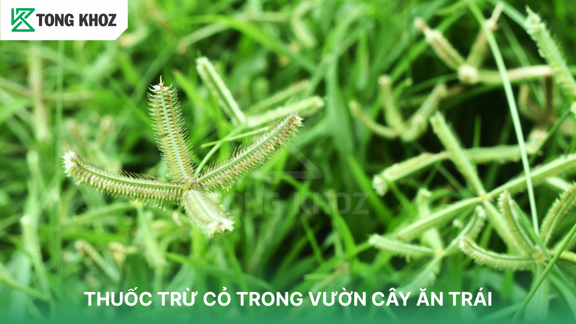Tiêu chí chọn thuốc trừ cỏ trong vườn cây ăn trái 