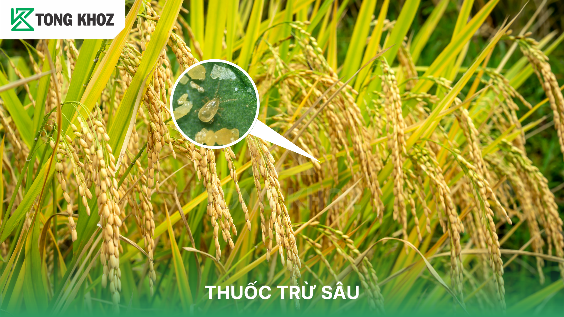 Ưu điểm và khuyết điểm của các loại thuốc trừ sâu