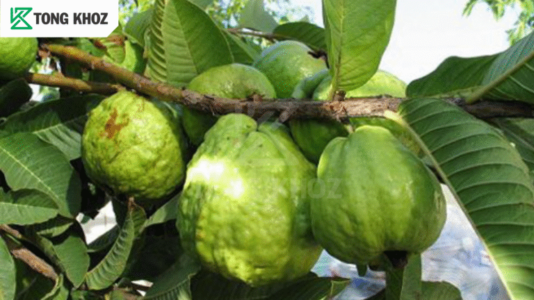 Triệu chứng bệnh thán thư trên ổi 