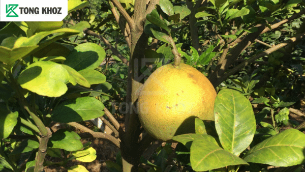 Triệu chứng Bệnh vàng lá bưởi 