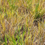 Triệu chứng bệnh vàng lùn trên cây lúa