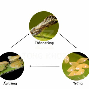 Vòng đời rầy chổng cánh hại chanh