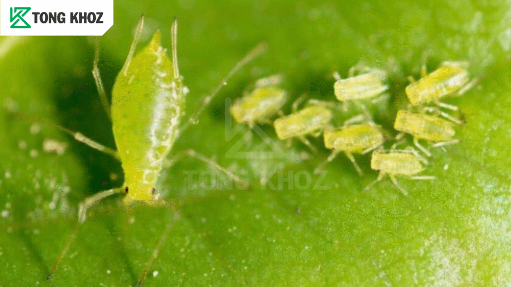 Vòng đời rệp hại ngô