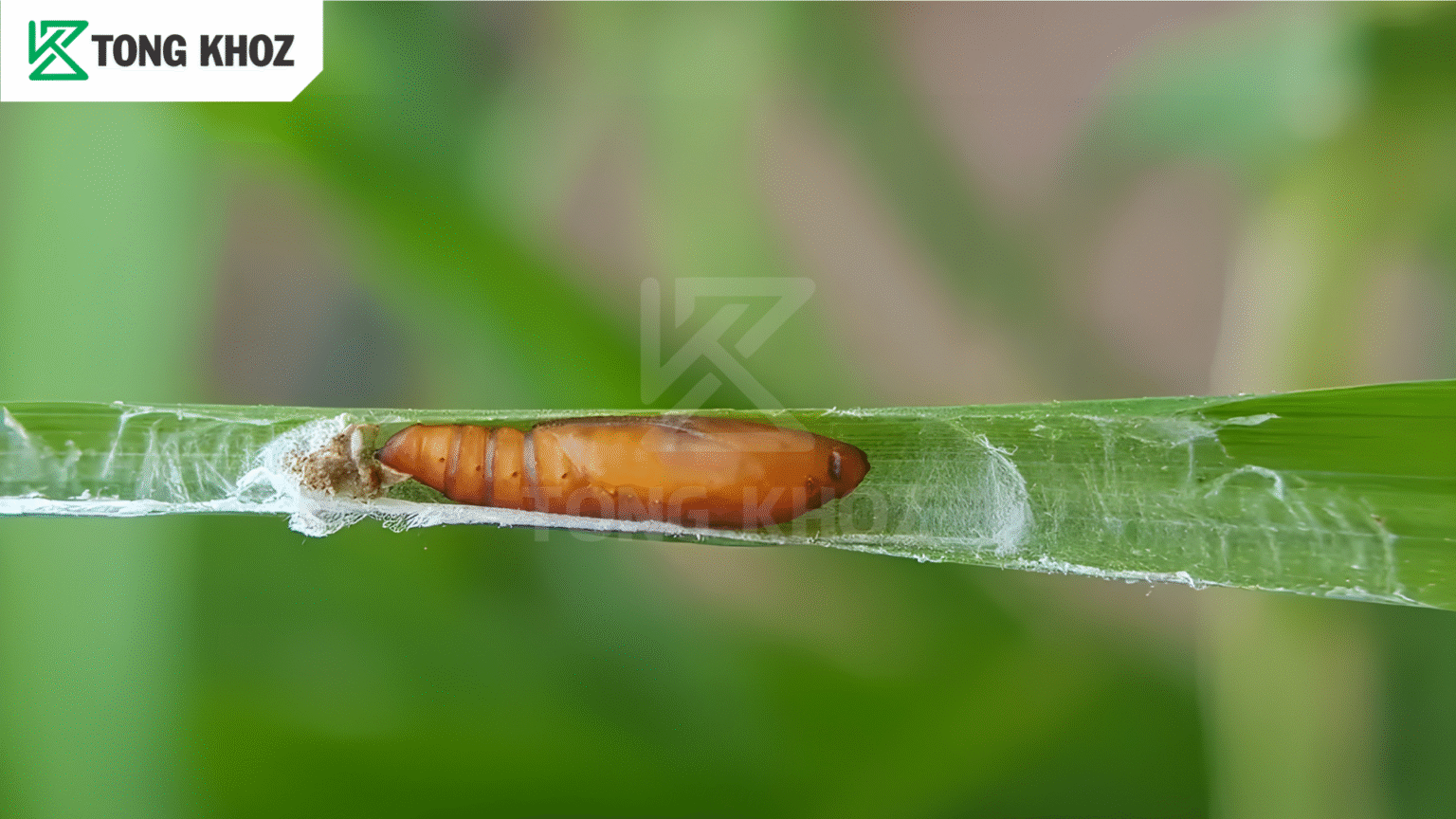 Vòng đời Sâu cuốn lá nhỏ hại lúa